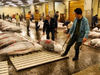 tsukiji-fish-market-tokyo-japan-tuna-auction.jpg tsukiji-fish-market-tokyo-japan-tuna-auction.jpg