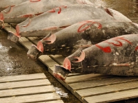 tsukiji-fish-market-tokyo-japan-tuna-auction1.jpg tsukiji-fish-market-tokyo-japan-tuna-auction1.jpg