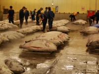 tsukiji-fish-market-tokyo-japan-tuna-auction5.jpg tsukiji-fish-market-tokyo-japan-tuna-auction5.jpg