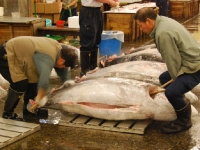 tsukiji-fish-market-tokyo-japan-tuna-auction6.jpg tsukiji-fish-market-tokyo-japan-tuna-auction6.jpg