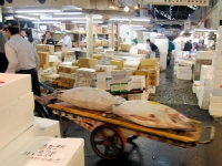 tsukiji-fish-market-tokyo-japan-tuna-auction7.jpg tsukiji-fish-market-tokyo-japan-tuna-auction7.jpg
