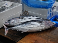 tsukiji-fish-market-tokyo-japan-tuna-auction9.jpg tsukiji-fish-market-tokyo-japan-tuna-auction9.jpg