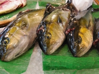 tsukiji-fish-market-tokyo-japan-tuna-auction91.jpg tsukiji-fish-market-tokyo-japan-tuna-auction91.jpg