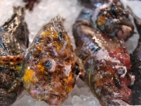 tsukiji-fish-market-tokyo-japan-tuna-auction92.jpg tsukiji-fish-market-tokyo-japan-tuna-auction92.jpg