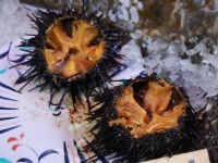 tsukiji-morning-market7.jpg tsukiji-morning-market7.jpg