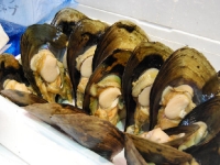 tsukiji-morning-market9.jpg tsukiji-morning-market9.jpg