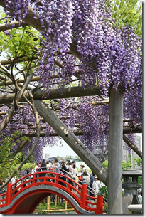 Wisteria Kameido Shrine Tokyo