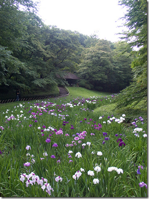 Meiji Jingu Iris Garden Tokyo Japan
